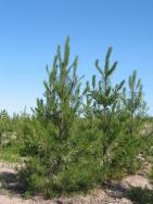 Ponderosa Pine